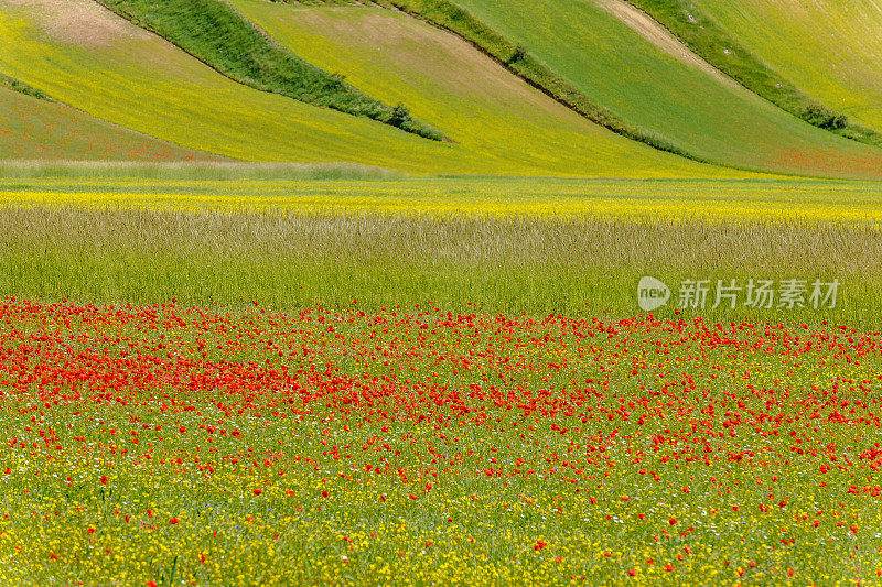 Piano Grande di Castelluccio(意大利)，绿色山丘上的村庄